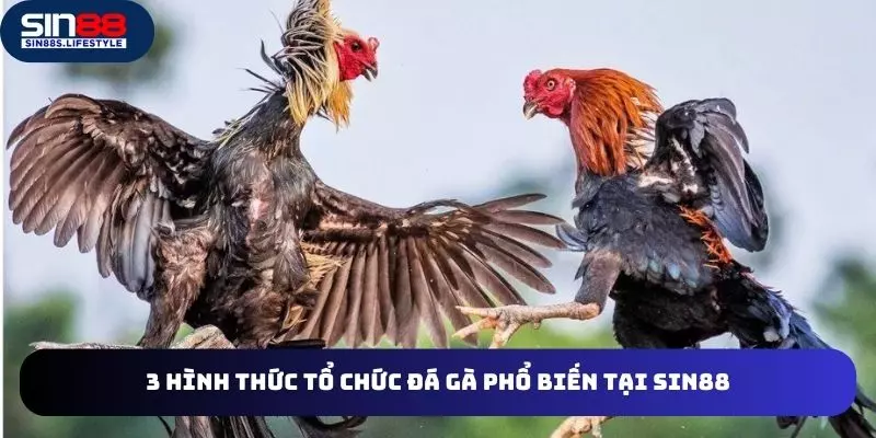 3 hình thức chọi gà phổ biến nhất tại nhà cái online