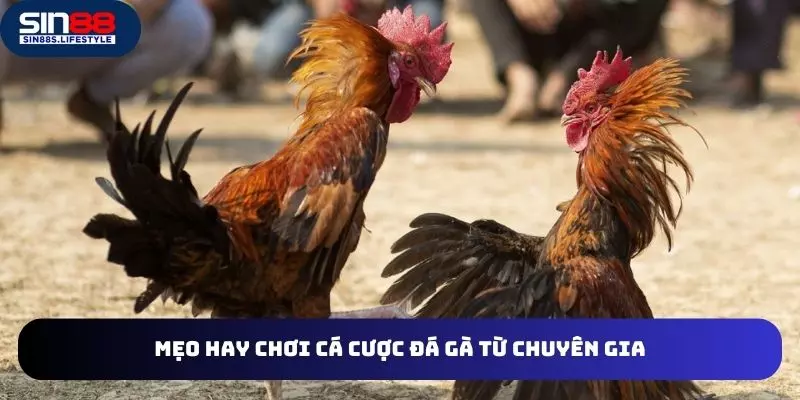 Bí quyết chia sẻ từ chuyên gia về mẹo chơi đá gà online
